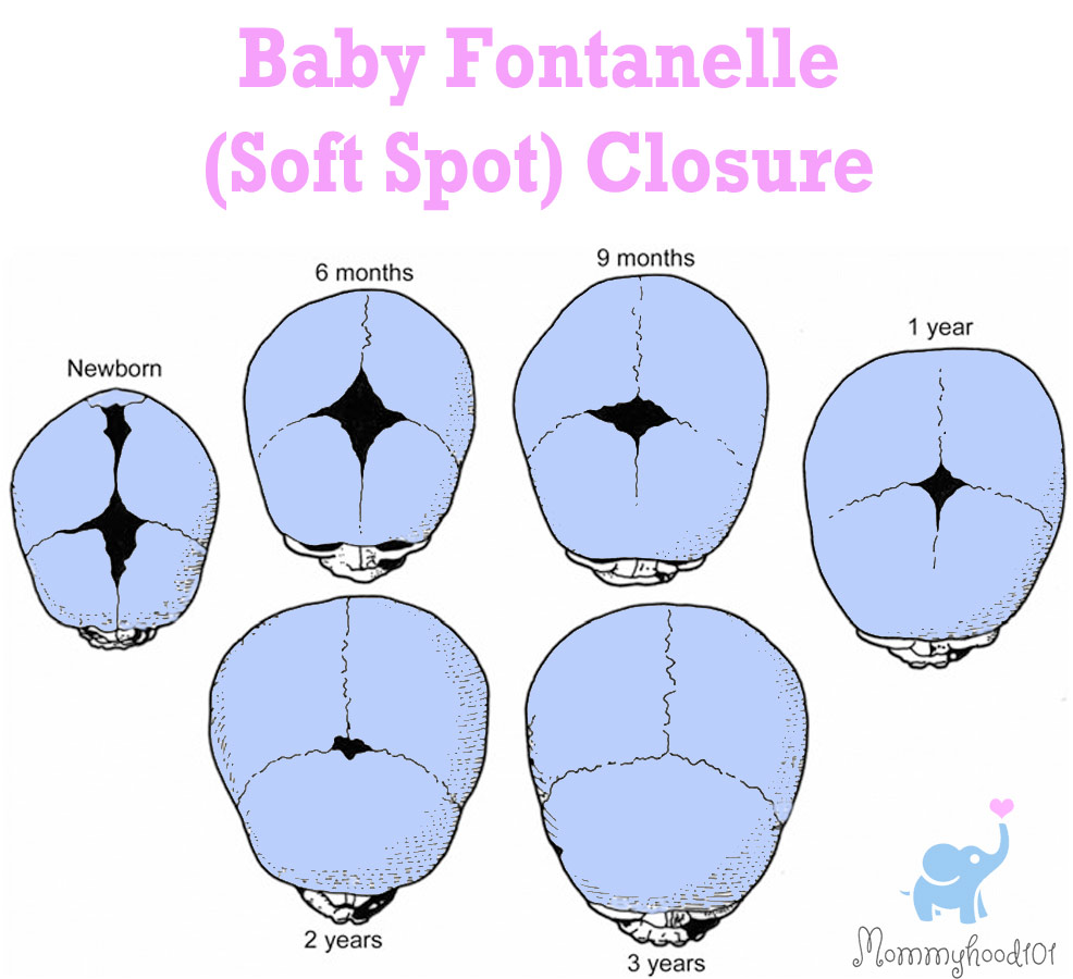 fontanelle soft spot closure