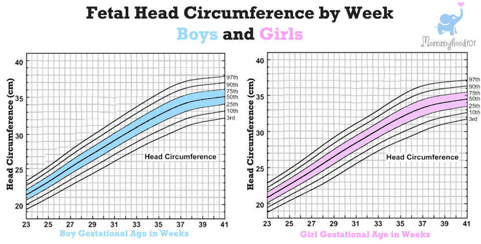 fetal head circumference chart pregnancy weeks