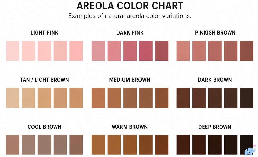nipple areola colors pregnancy