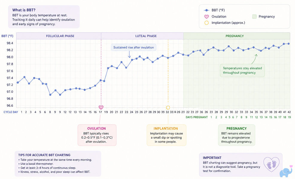 charting pregnancy body temperature rise