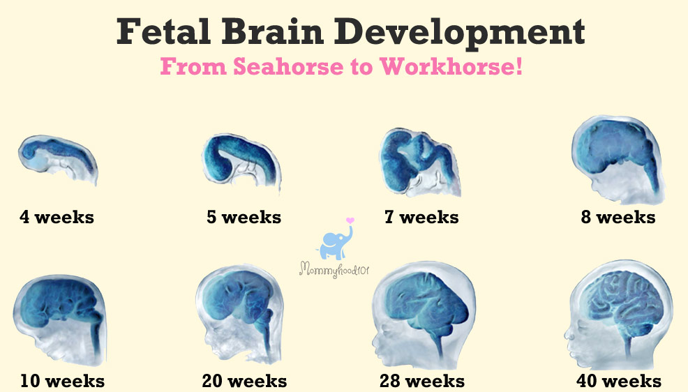 fetal brain development chart by weeks of pregnancy