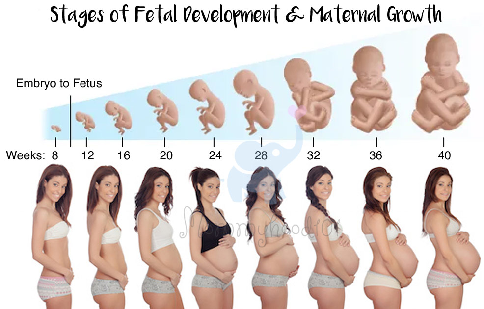 fetal development stages pregnancy belly growth