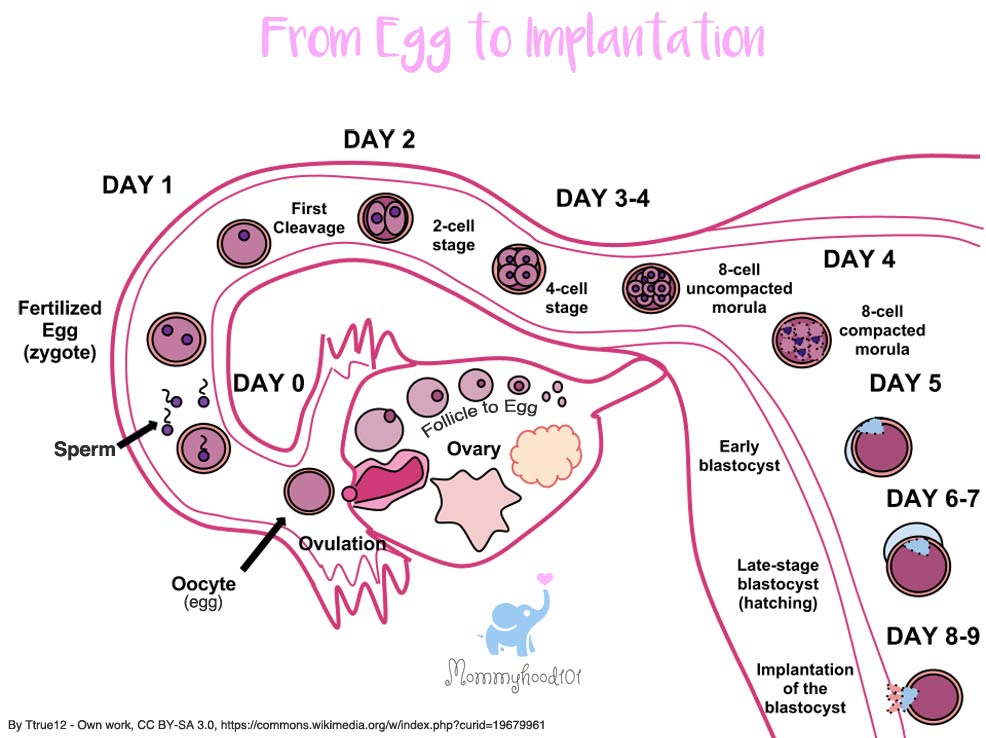 pregnancy first trimester from egg to implantation