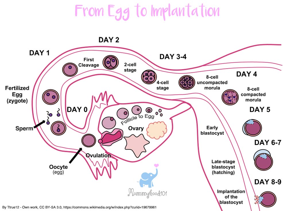 The First Trimester of Pregnancy: What to Expect Week-by-Week