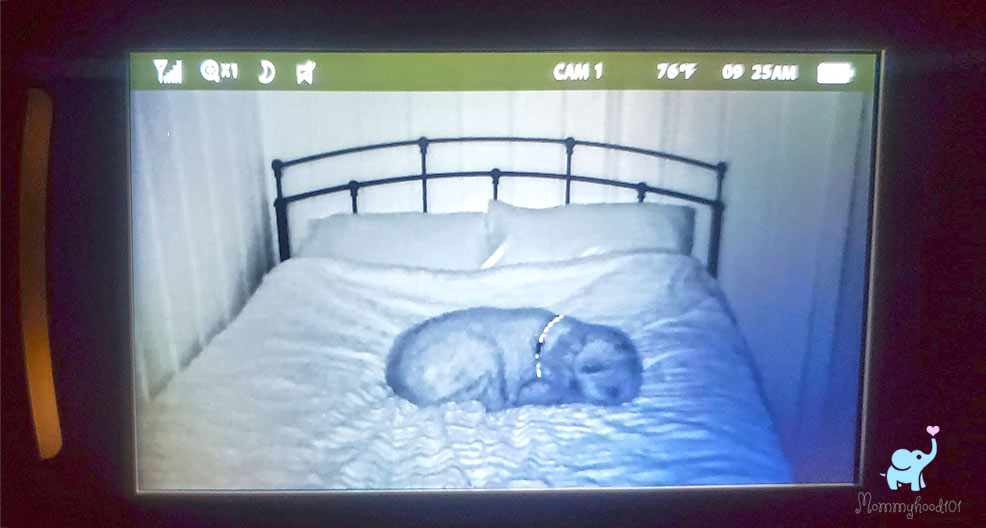 night vision on the infant optics dxr-8 pro