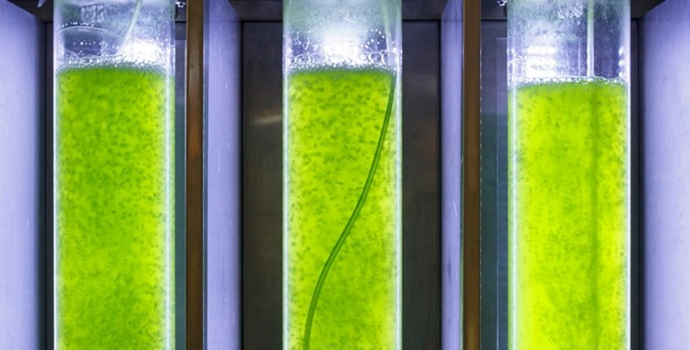 fermented algae to get DHA