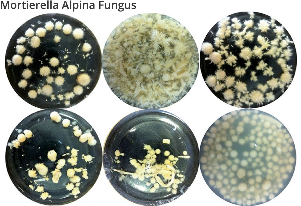 fermented fungus to get mortierella alpina ARA