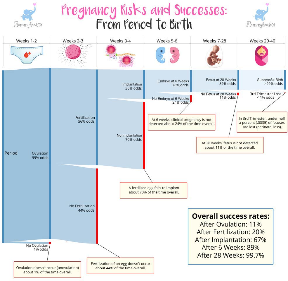 Pregnancy Odds From Ovulation to Birth Mommyhood101