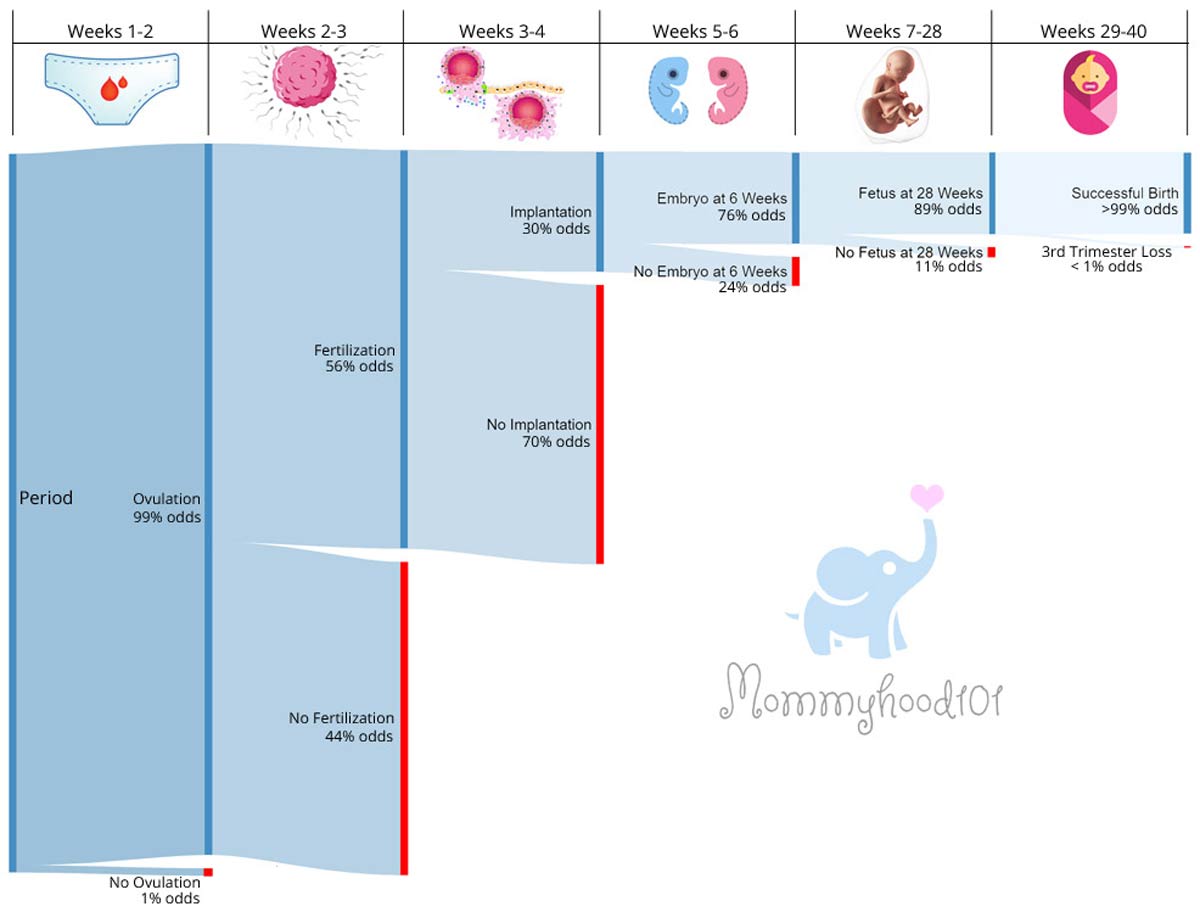 odds of implantation fertilization ovulation pregnancy