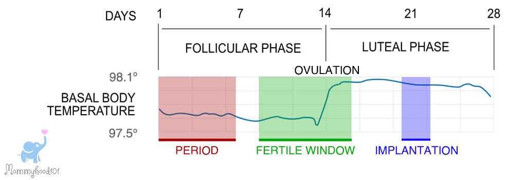 pregnancy first trimester period ovulation fertilization implantation