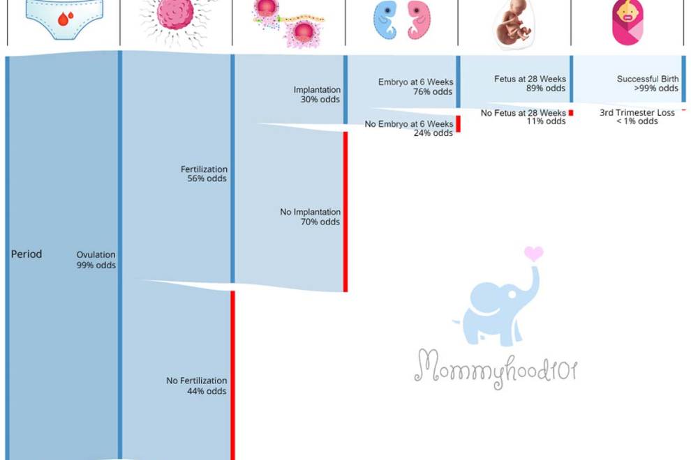 Pregnancy Odds: From Ovulation to Birth