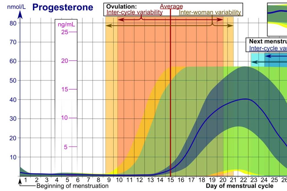 Ovulation Predictor & Calendar